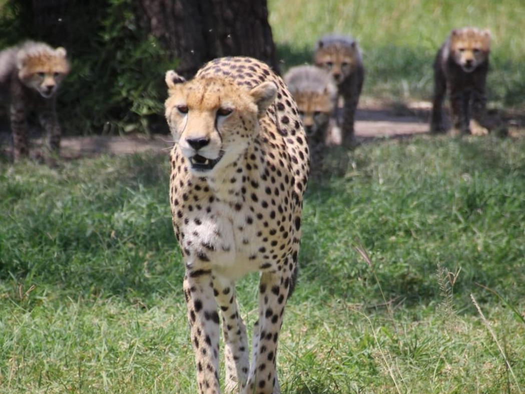 Bed and Breakfast Maasai Mara Safari Camp In Kenya Sekenani Esterno foto